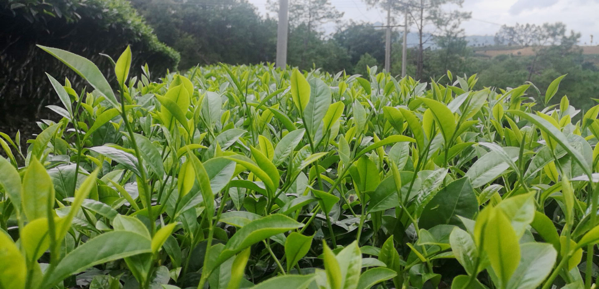 【示范推广】量宇植物之母在普洱茶科所的试验示范成果